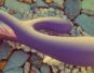 LELO INA Thrust featured image